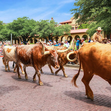 O passeio diário Fort Worth Herd Cattle Drive em Fort Worth, Texas