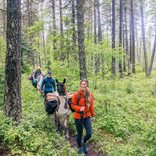 Passeio com lhamas pelo Seeley Swan Corridor em Glacier Country, Montana