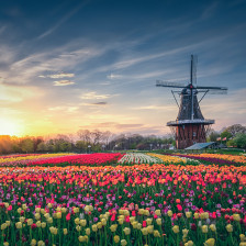 Tulipas no Windmill Island Gardens, Michigan
