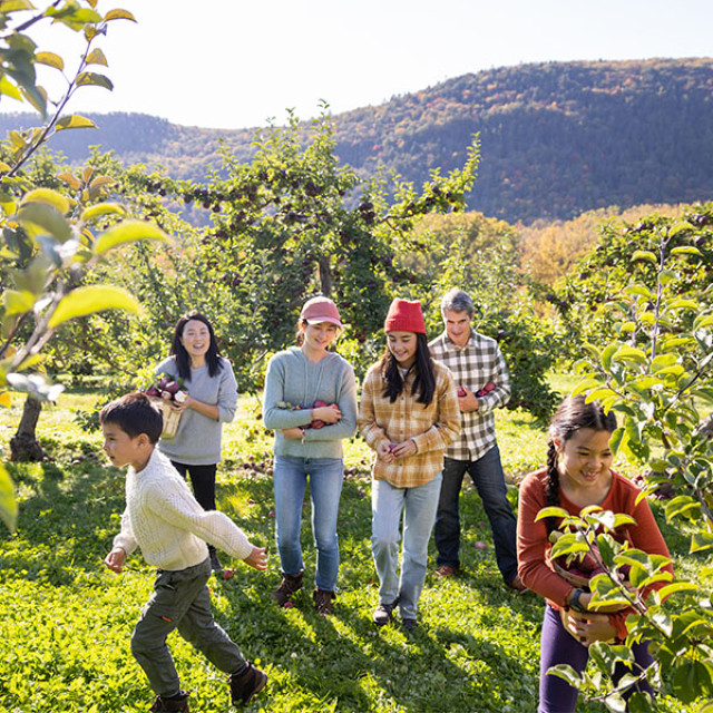 Colheita de maçãs em família na Windy Hill Farm em Great Barrington, Massachusetts
