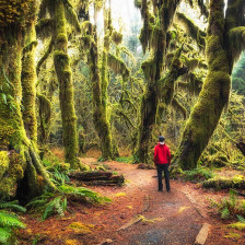 Observação de árvores cobertas de musgo na Olympic Peninsula da Hoh Rainforest of Washington